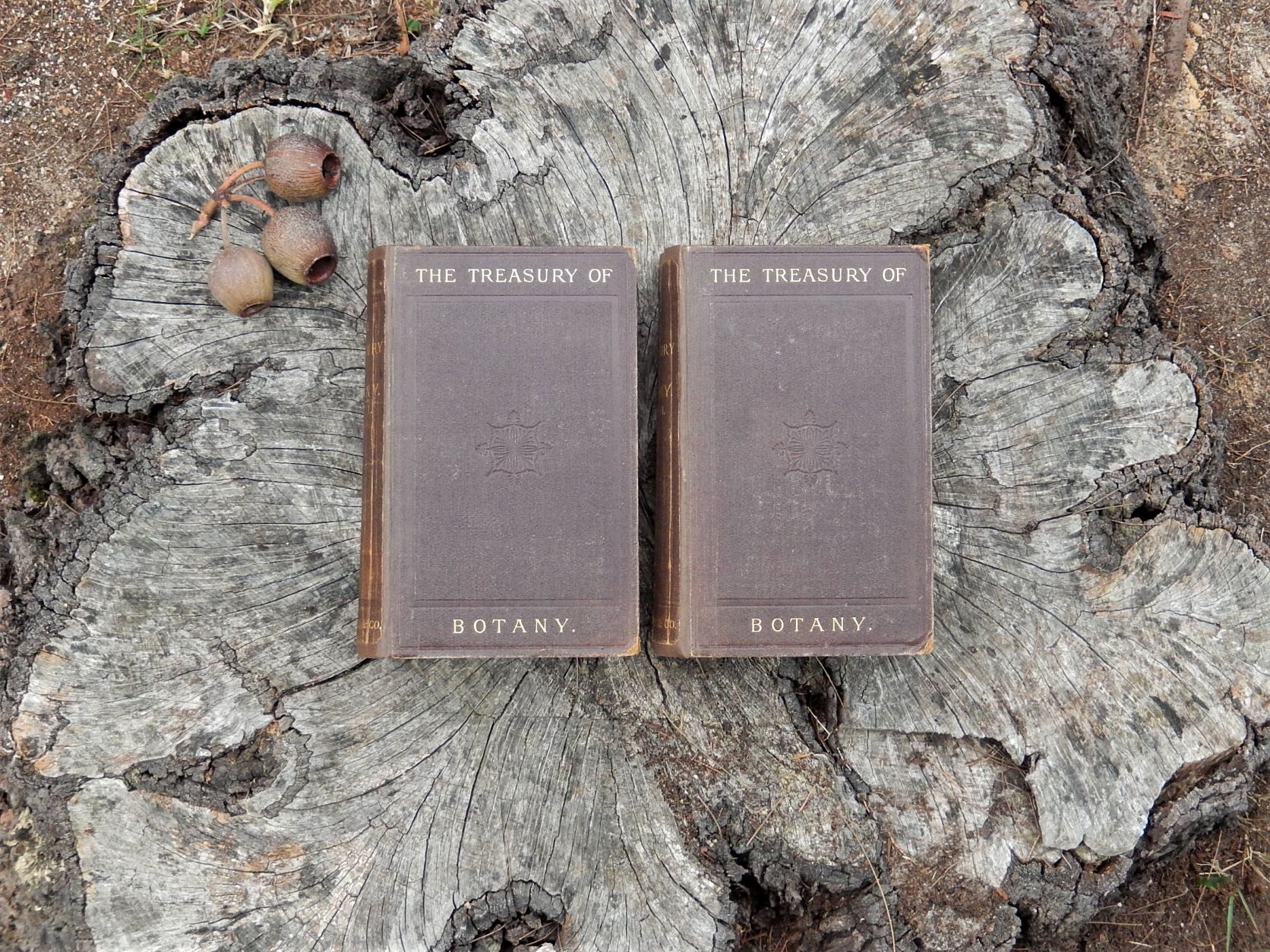 The Treasury of Botany 1876 - Image 2