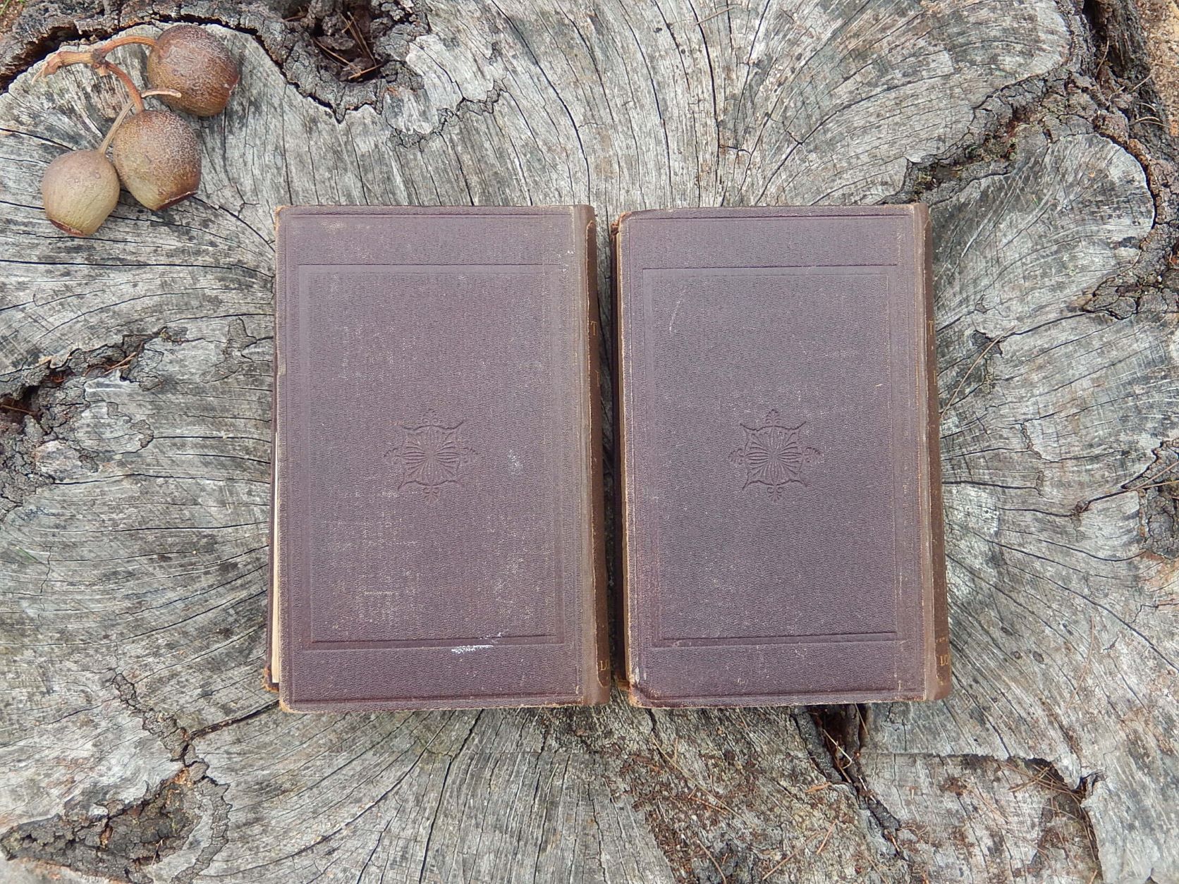 The Treasury of Botany 1876 - Image 5