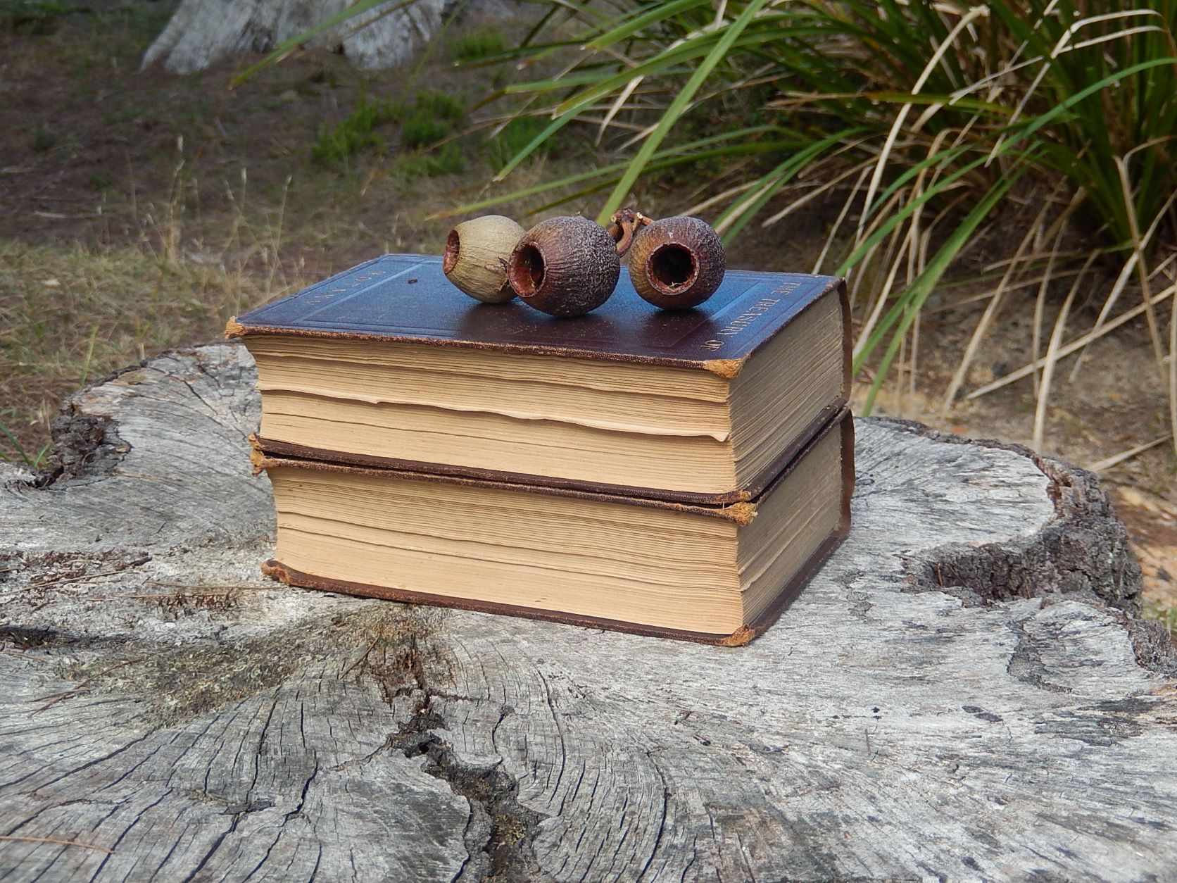 The Treasury of Botany 1876 - Image 8