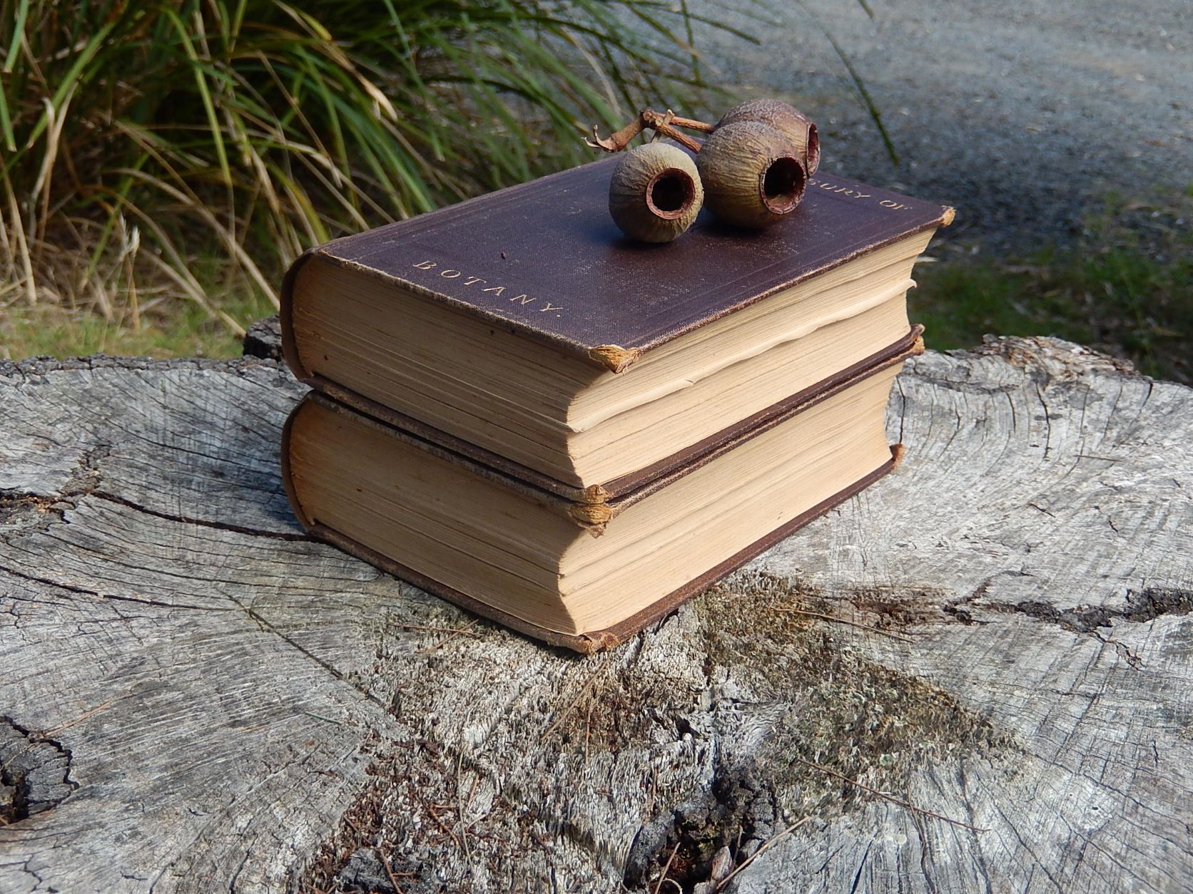 The Treasury of Botany 1876 - Image 9